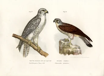 Girfalco islandese